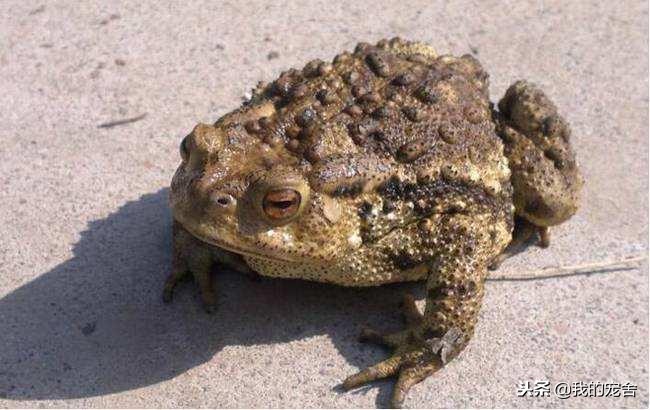 癞蛤蟆可以煮着吃吗,癞蛤蟆能吃的吗