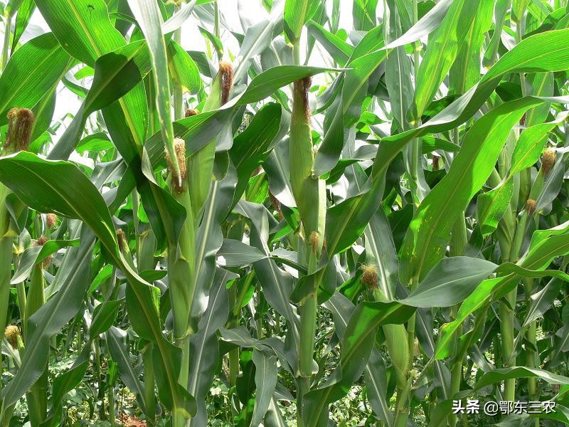 什么玉米种子高产,2500海拔左右的高产玉米种子
