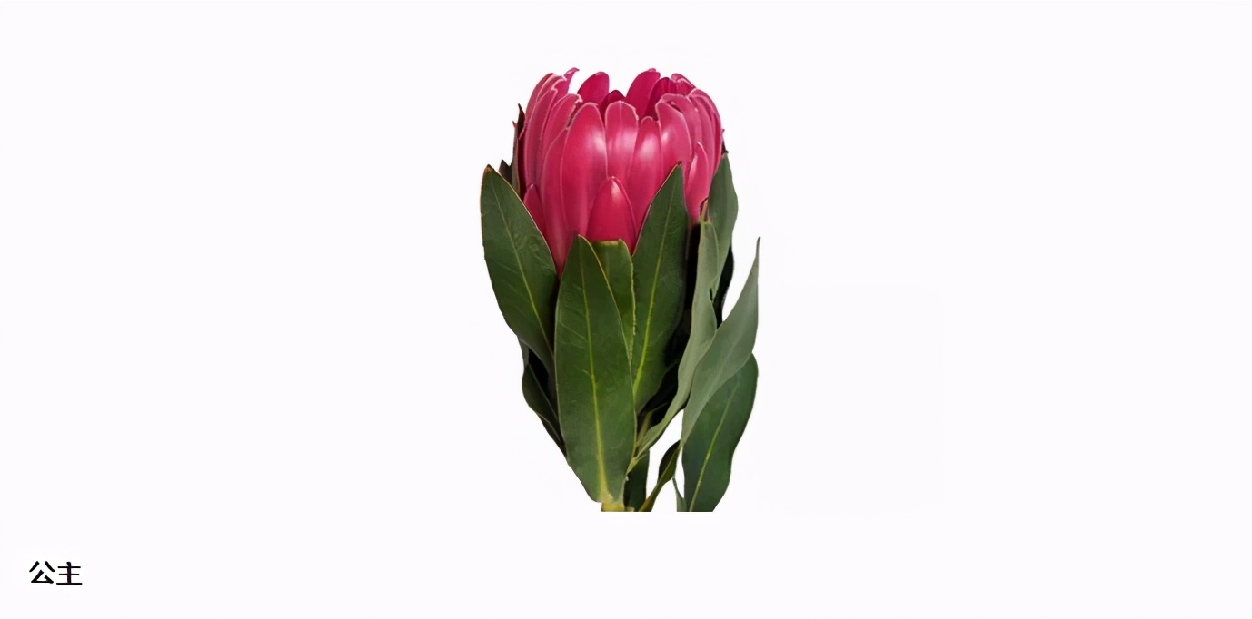 认识帝王花,帝王花和公主花是高端花吗图片