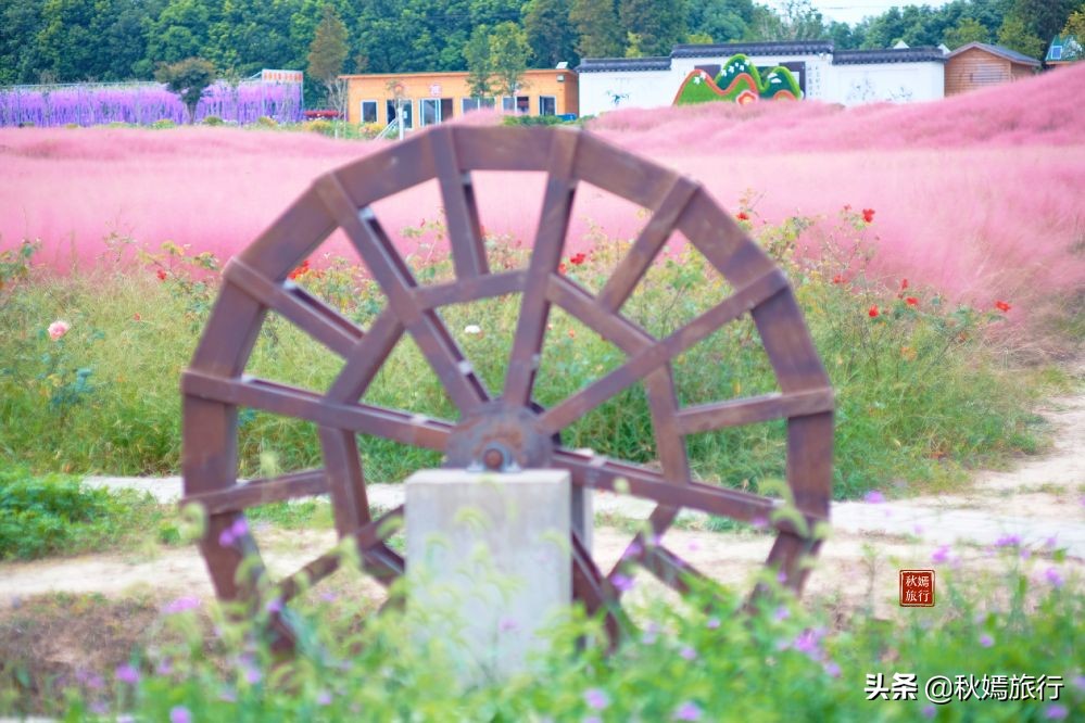 常熟粉黛花海景点,常熟市油菜花田