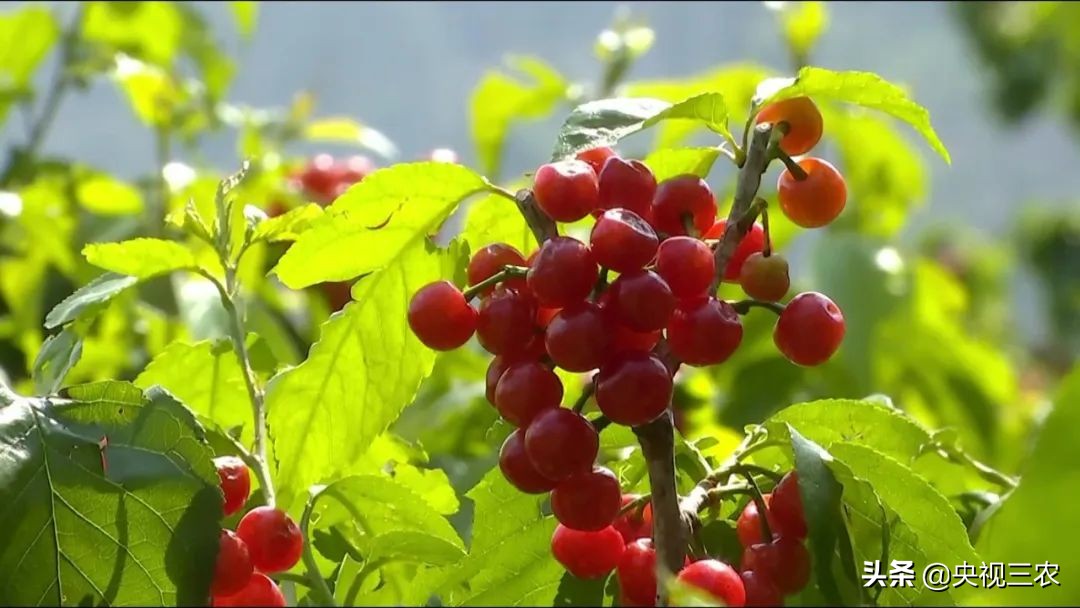 大冰雹过后农民手捧樱桃哭泣,冰雹果农哭了