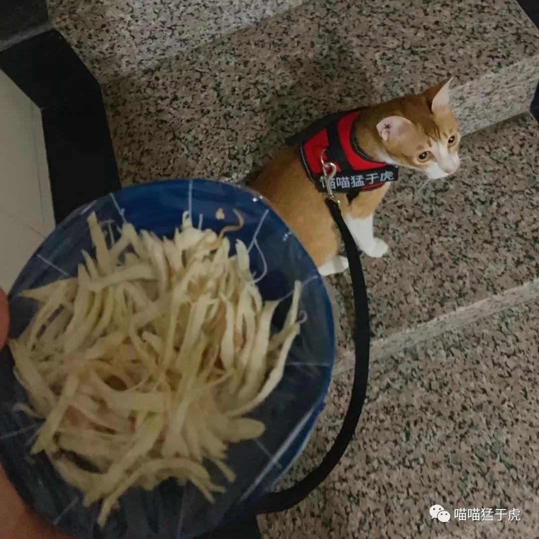 治疗猫咪抑郁症的四个方法图,猫抑郁的最佳治疗方法