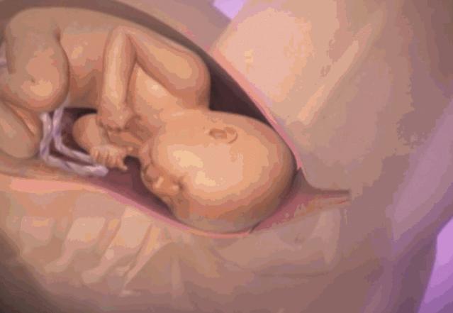 3D实图还原女性分娩全过程，没有一个妈妈能笑着看完