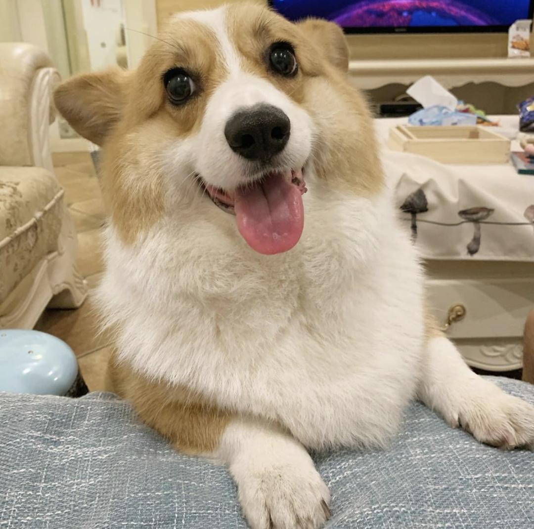 盘点二十种忠爱满世界的萌犬,萌犬系列都有啥