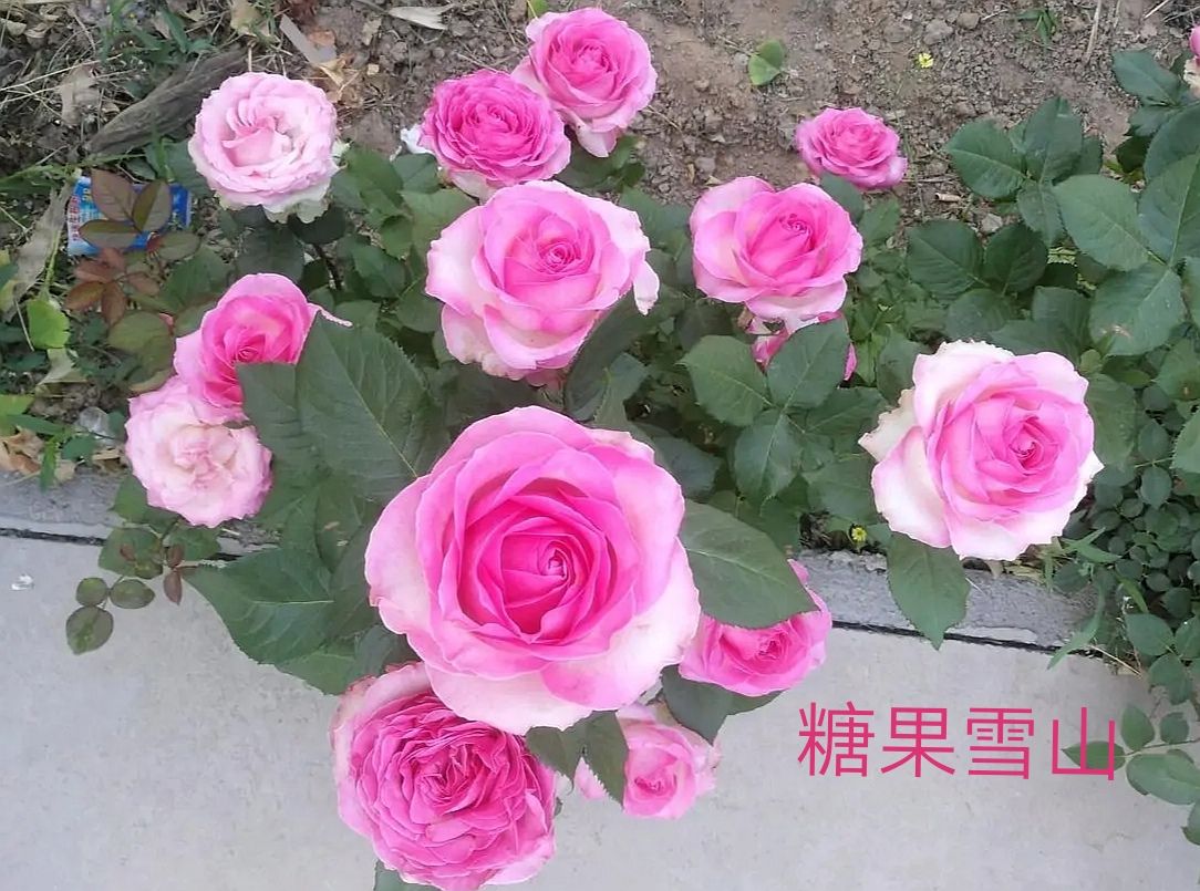 切花火焰月季,适合新手的切花月季