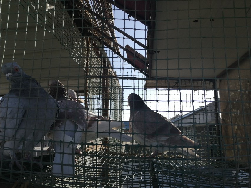 养鸽子能赚钱吗为什么,养鸽子打比赛赚钱吗