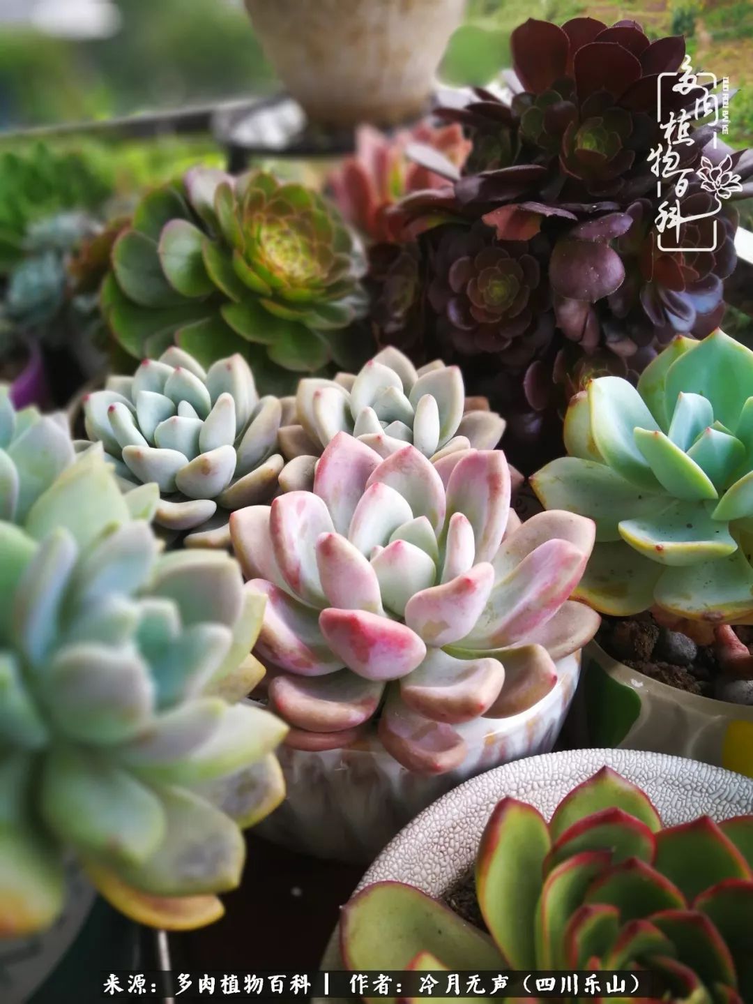时光见证多肉故事,关于多肉的故事