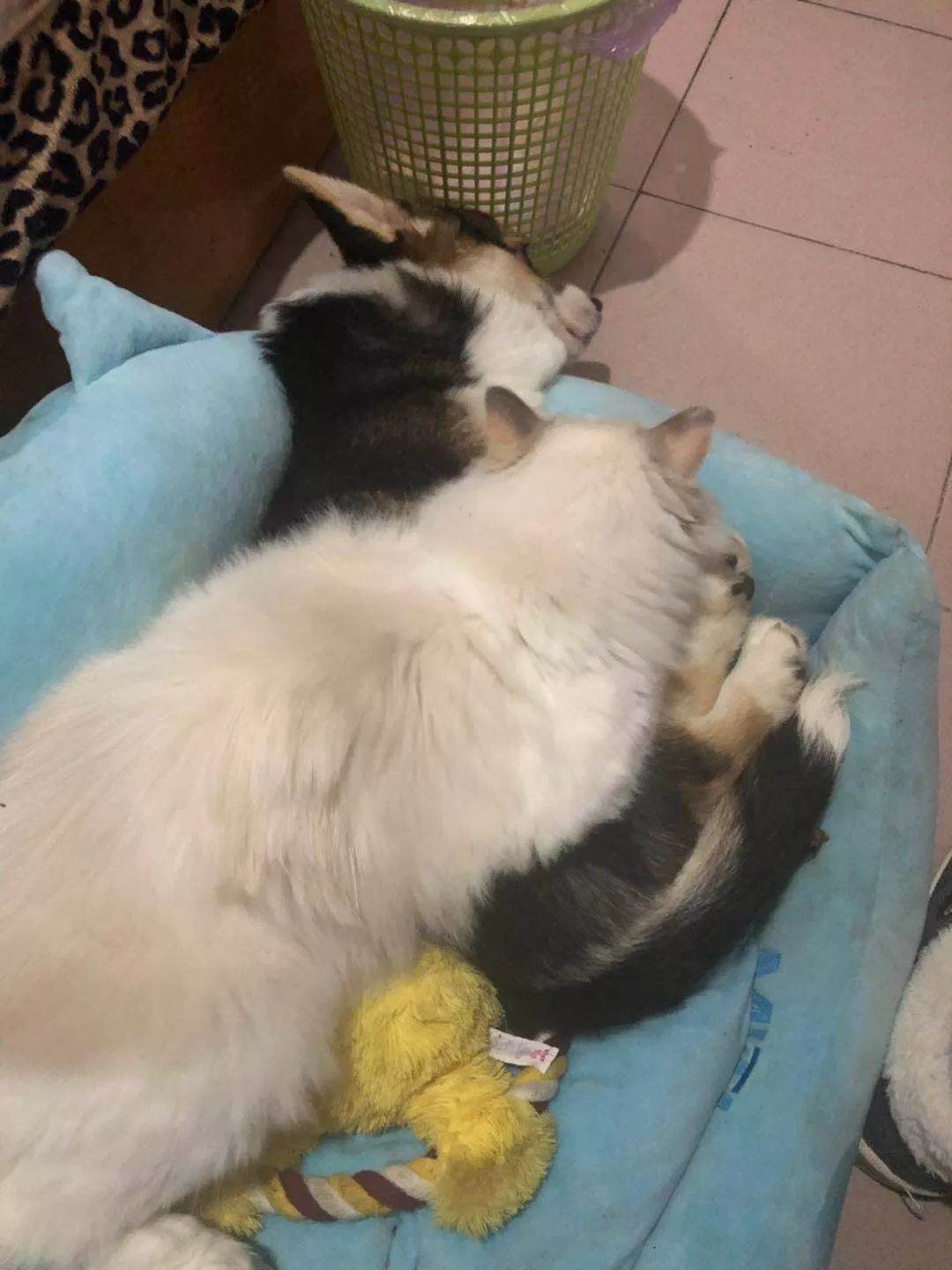 进口过期狗粮,进口猫粮过期了还能吃吗