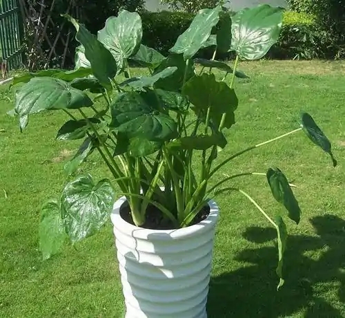 鎴峰涓嶈兘瑙︾鐨勬瘨鑺辨湁鍝簺,鍝簺姣掕姳涓嶈兘瑙︾