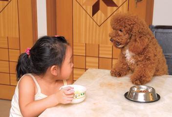 棕色泰迪配什么色泰迪比较好看,泰迪颜色好看排名