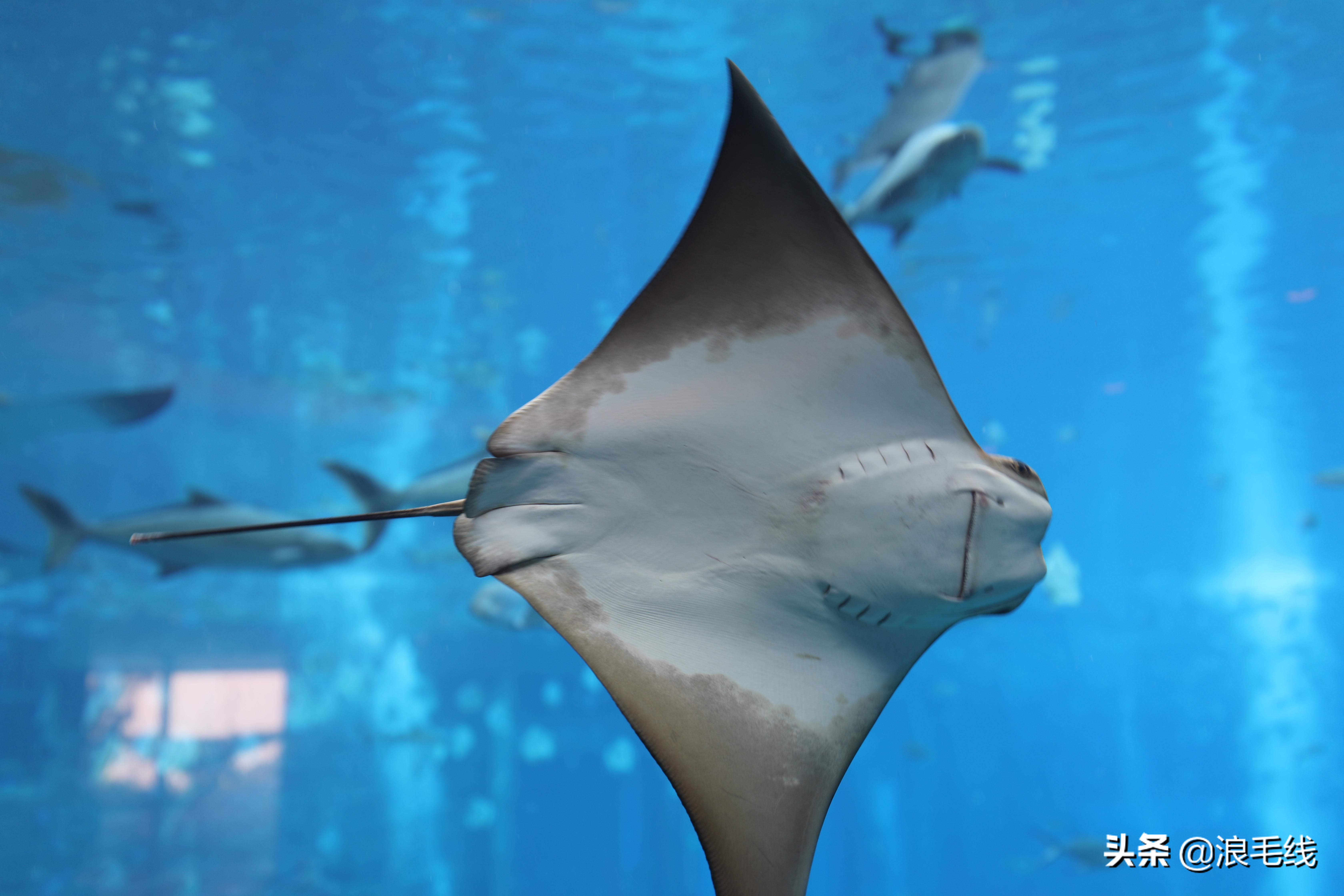 三亚海棠湾自由行热门攻略,三亚四天三夜海棠湾自由行攻略