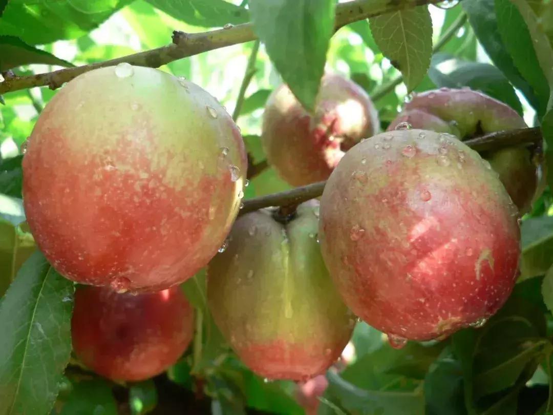 攀枝花务本油桃采摘时间,令人桃醉八卦洲桃子采摘正当时