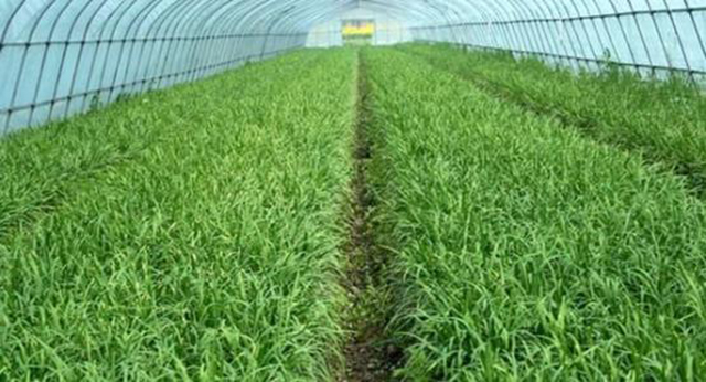 韭菜的特殊功效你都知道吗,最受欢迎3种韭菜味道美味