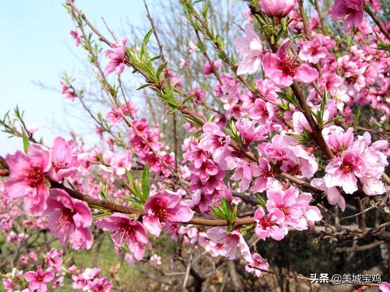 陕西眉县旅游攻略一日游,宝鸡市眉县太白山旅游景区