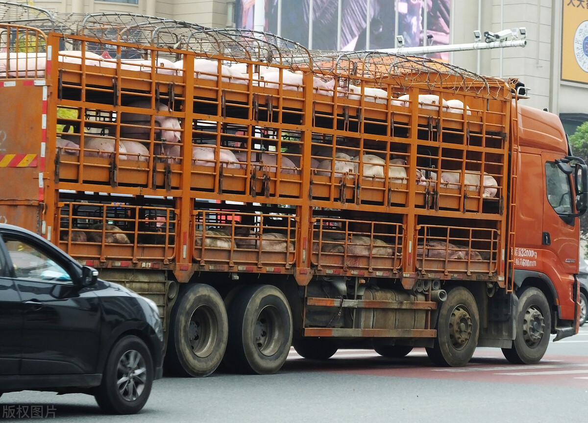 丁磊养猪刘强东养鸡,马云养猪刘强东养什么