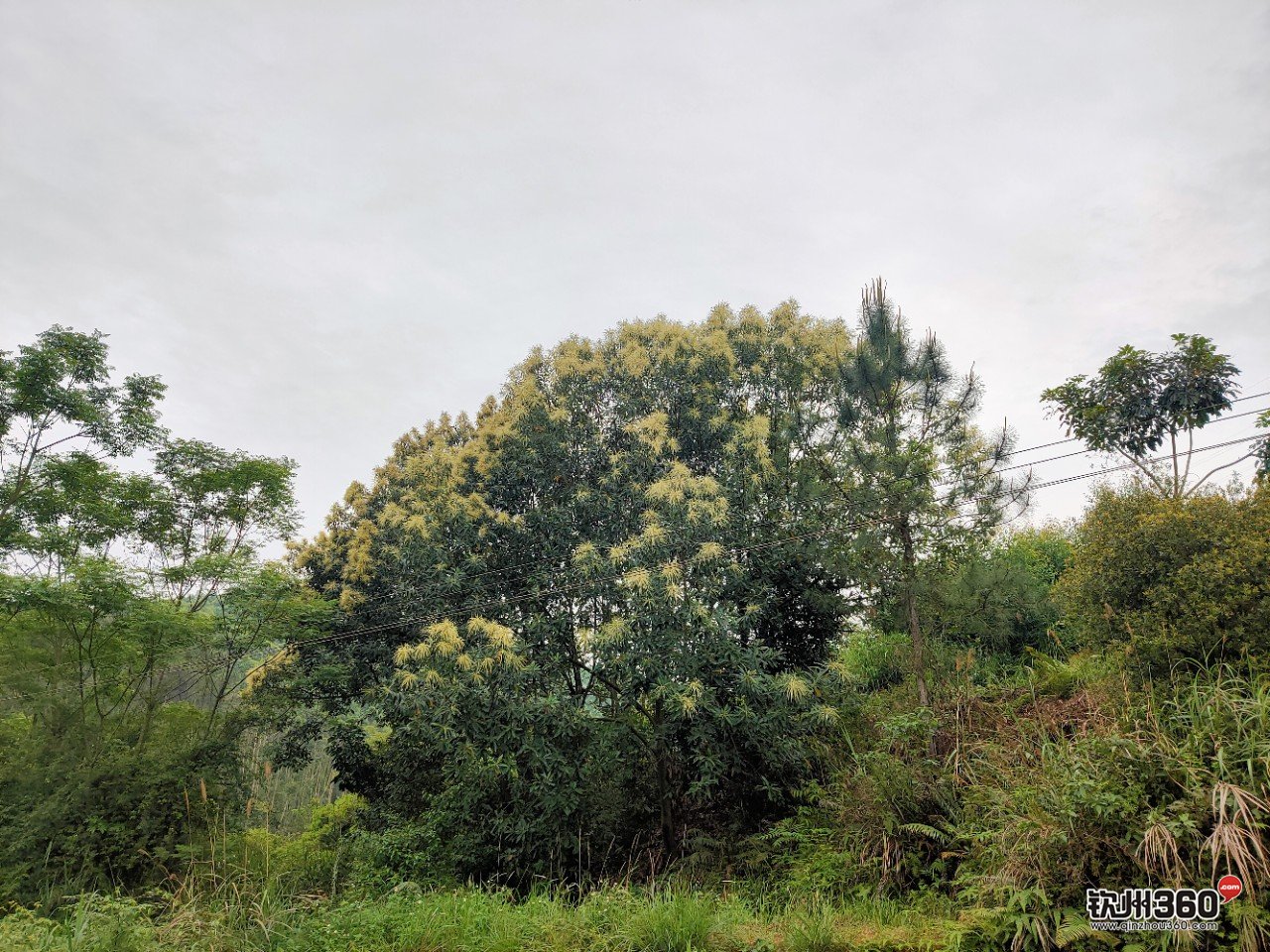 野生蜂蜜取出来的方法,神奇的东西都有什么
