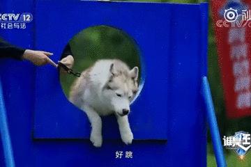 都说哈士奇不能当警犬，但有民警偏要试一试