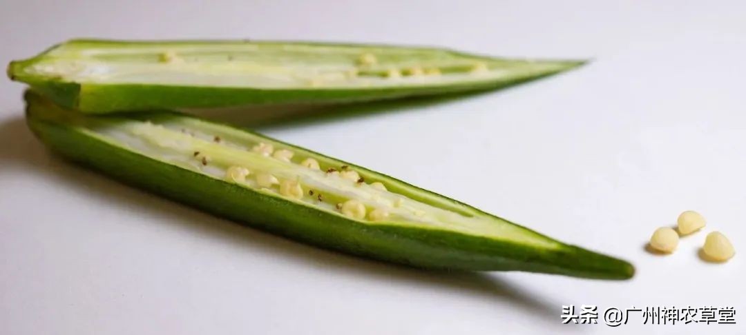 秋葵和曼陀罗长得像吗,如何辨别曼陀罗和龙葵