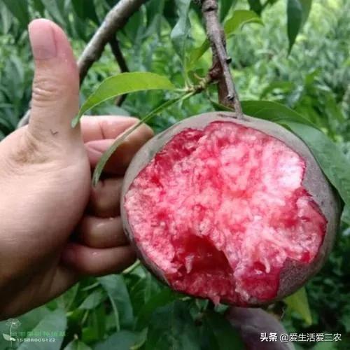 优质农产品黑桃,中华黑桃王的优缺点