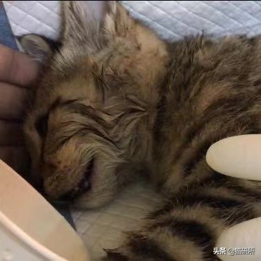 猫咪全项检查都有什么,猫咪的17项基础检查