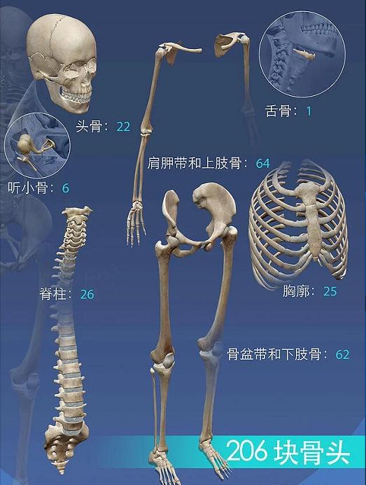 从科学角度来说骨灰是什么,从科学角度解析骨灰到底是什么
