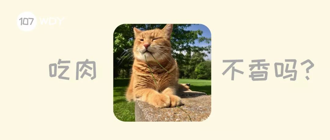 猫出去外面吃草还需要吃猫草吗,猫为什么会吃草猫草都有哪些种类