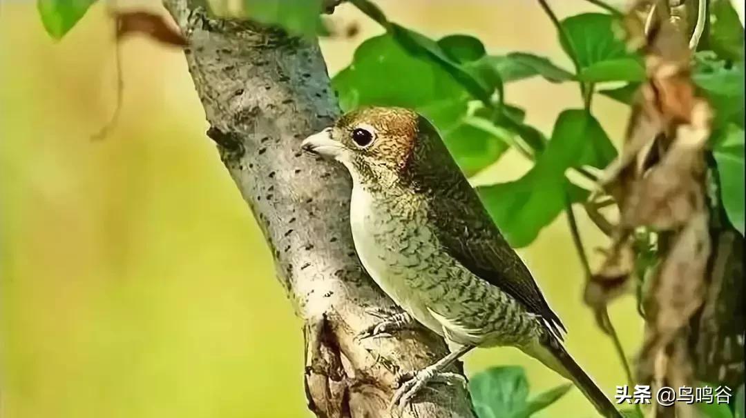 看图识鸟图片及答案,看图识鸟软件哪个好用