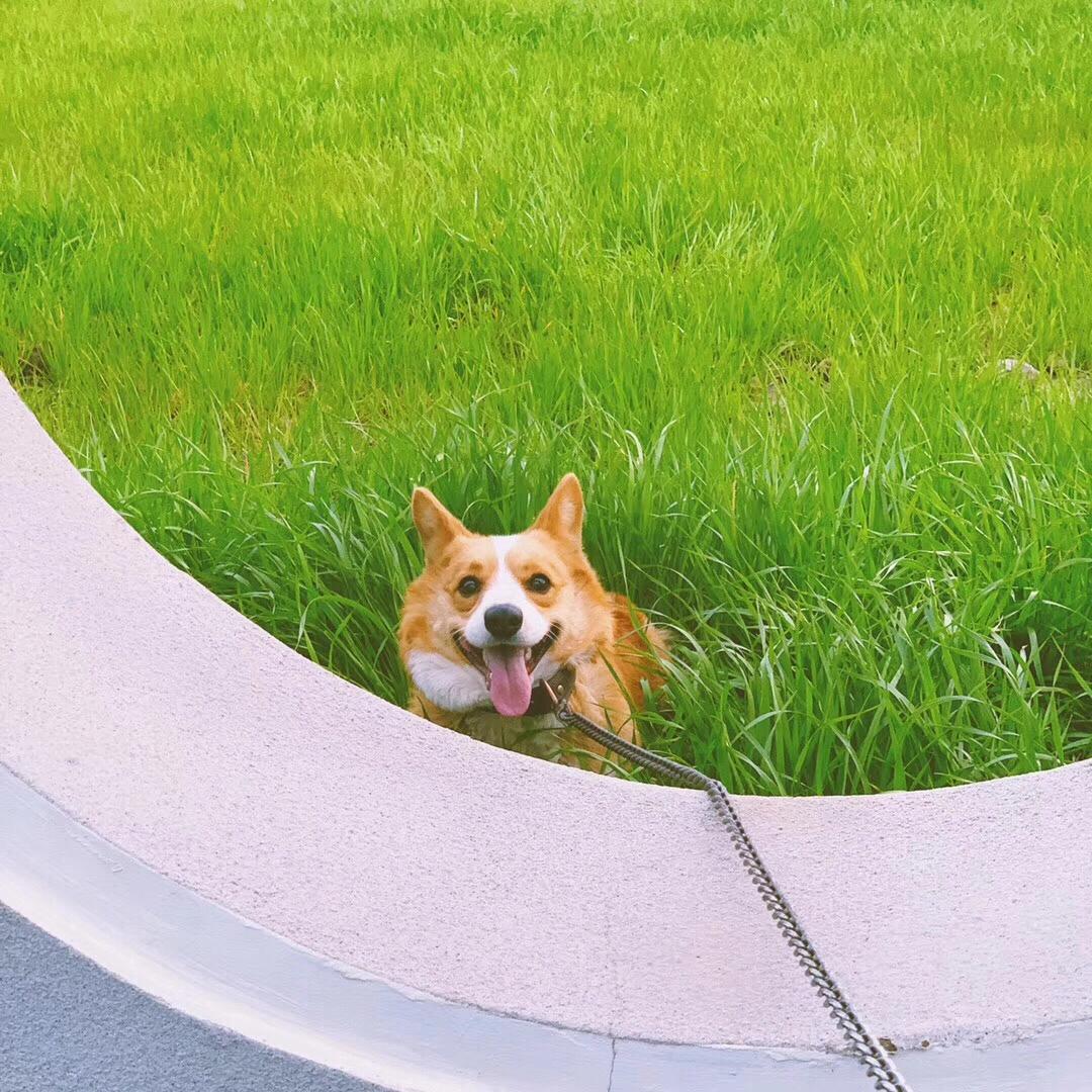 狗狗犬瘟热,犬瘟热的诊断和治疗意义