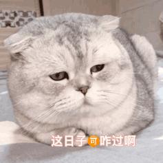 美短掉毛比一般的猫严重怎么办,英短猫掉毛严重怎么解决