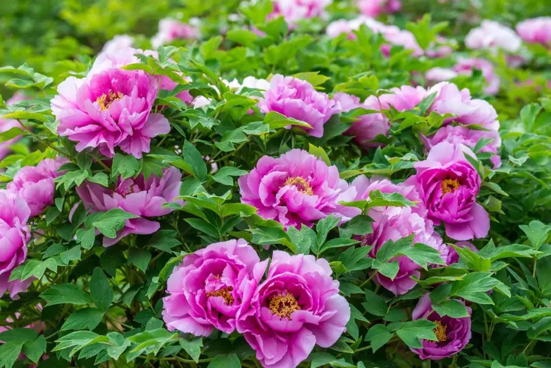 百花图谱大全100幅,工笔百花图谱100种