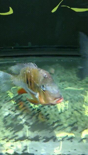 一句话说明观赏鱼的万病之源-鱼病主题直播问答笔记