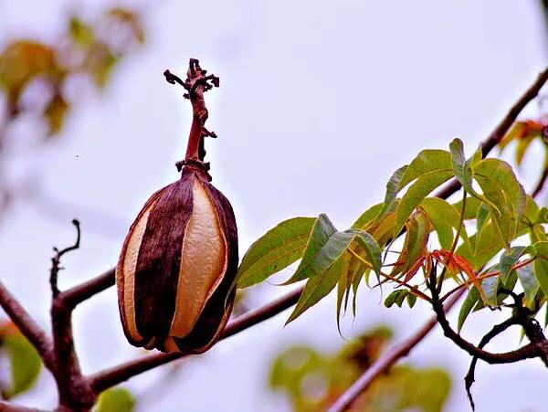弯子木~花朵鲜黄色,簇生,酷似山茶科的金花茶,非常漂亮。