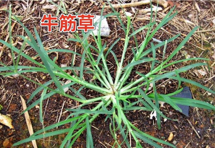 二甲戊灵除草剂的优点和缺点,怎样解除除草剂二甲戊灵的危害