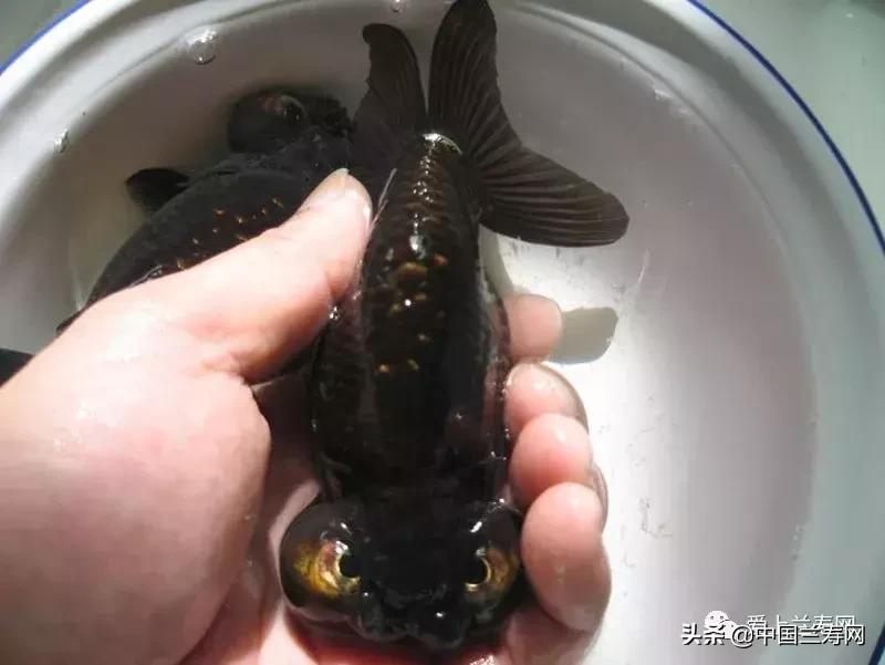 水泡金鱼和望天球金鱼,望天金鱼图片大全