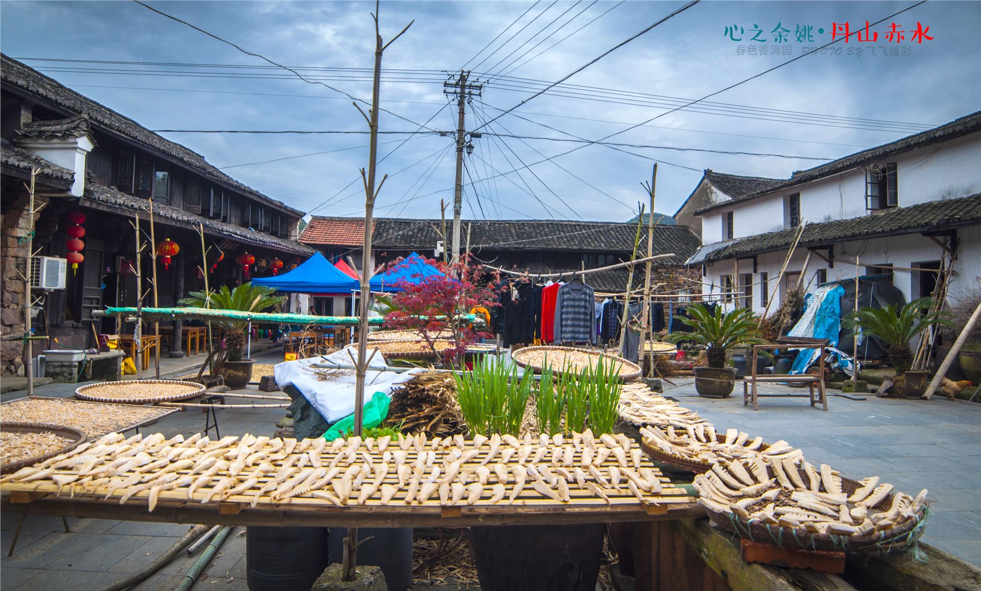 丹山赤水的老柿林景区,丹山赤水柿林古村