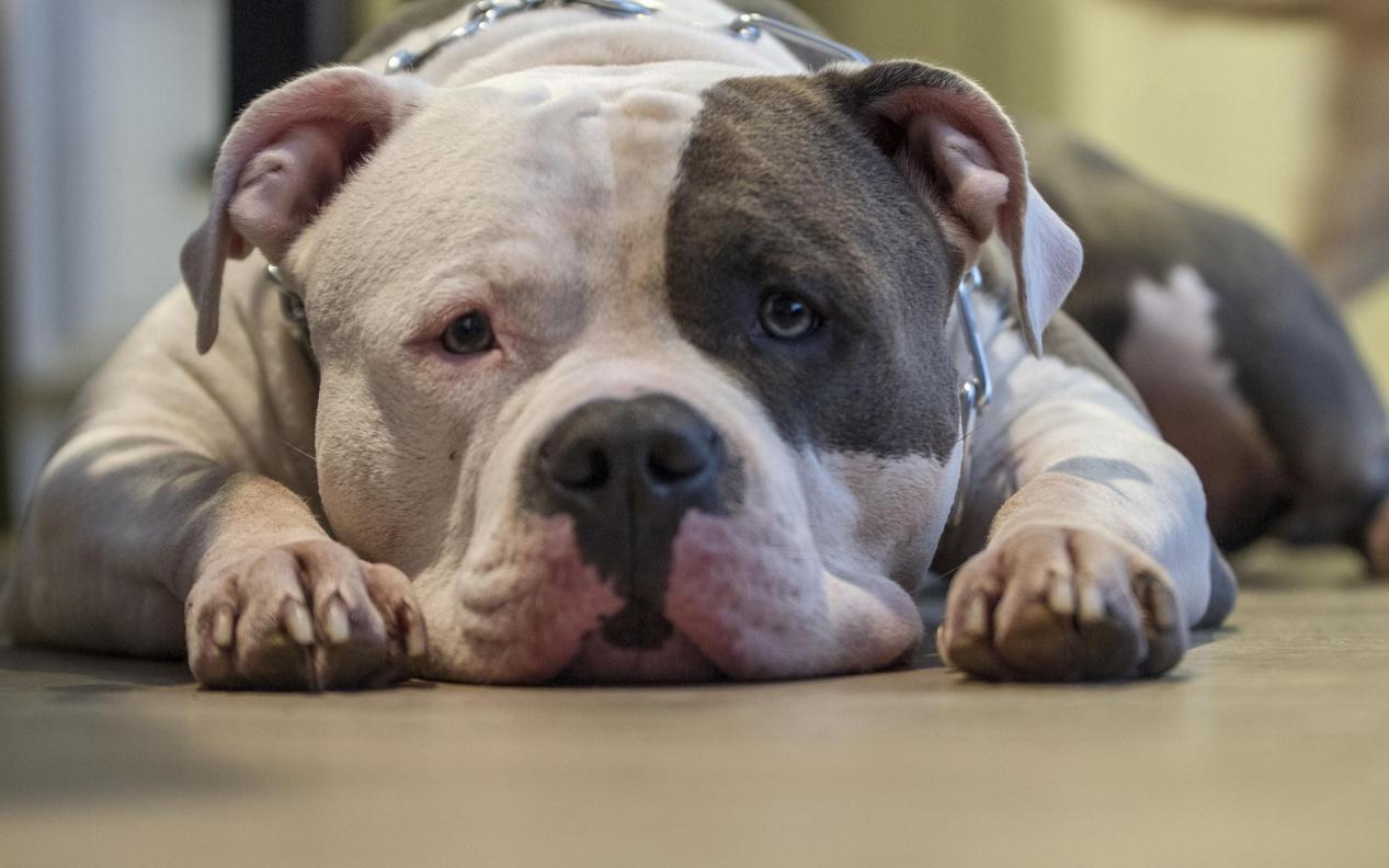 狗狗脚臭怎么办才能根除,狗狗脚臭怎么办小妙招