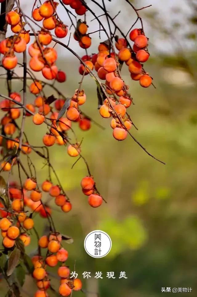 柿子红了歌曲原唱,柿子红了