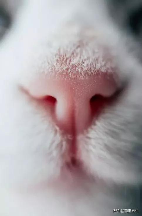 猫咪舔鼻子代表着什么,猫咪舔鼻子是什么原因