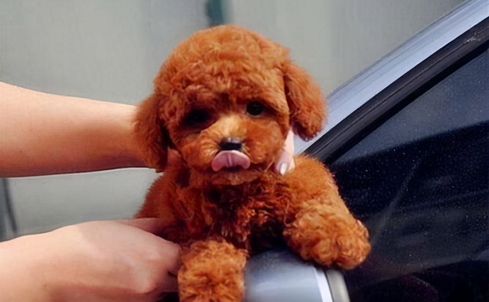 泰迪犬焦虑怎么办,泰迪犬生理缺陷