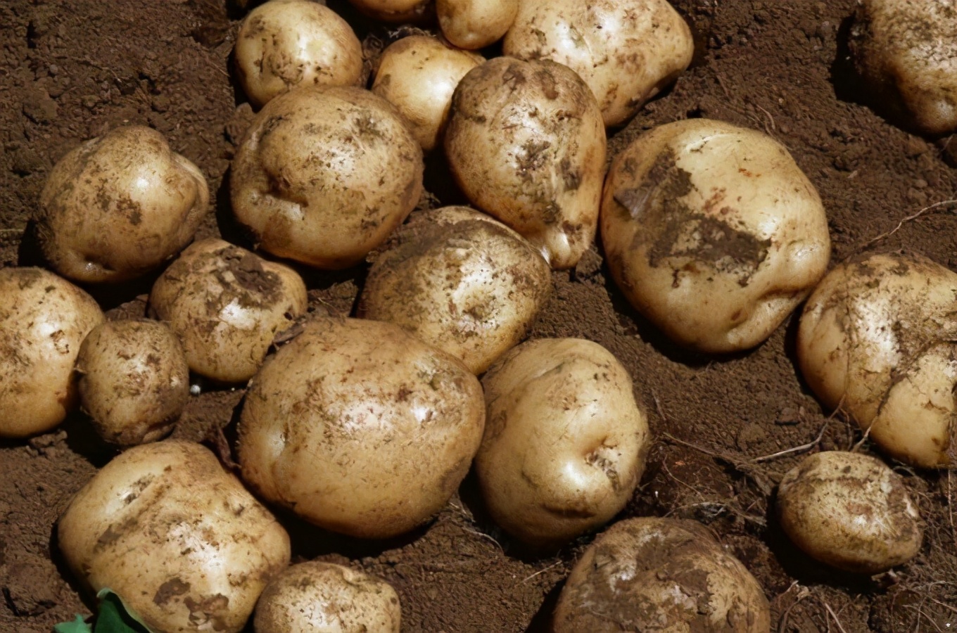 草鱼秋季挂饵,草鱼天冷用什么鱼饵