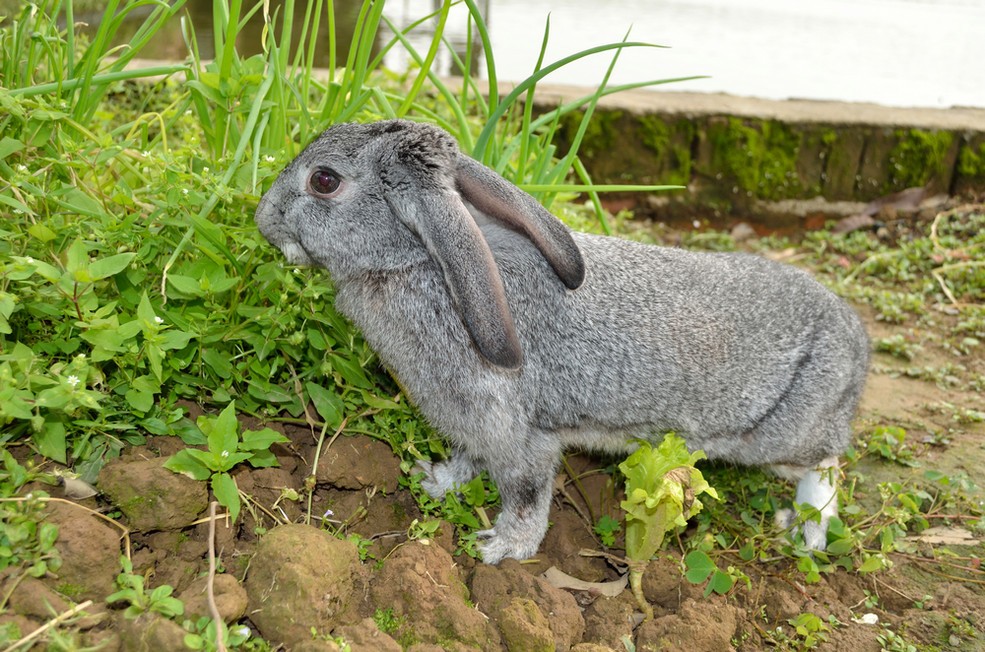 神秘包裹7000只黑腹果蝇被查获,青岛海关截获美国果蝇真实吗