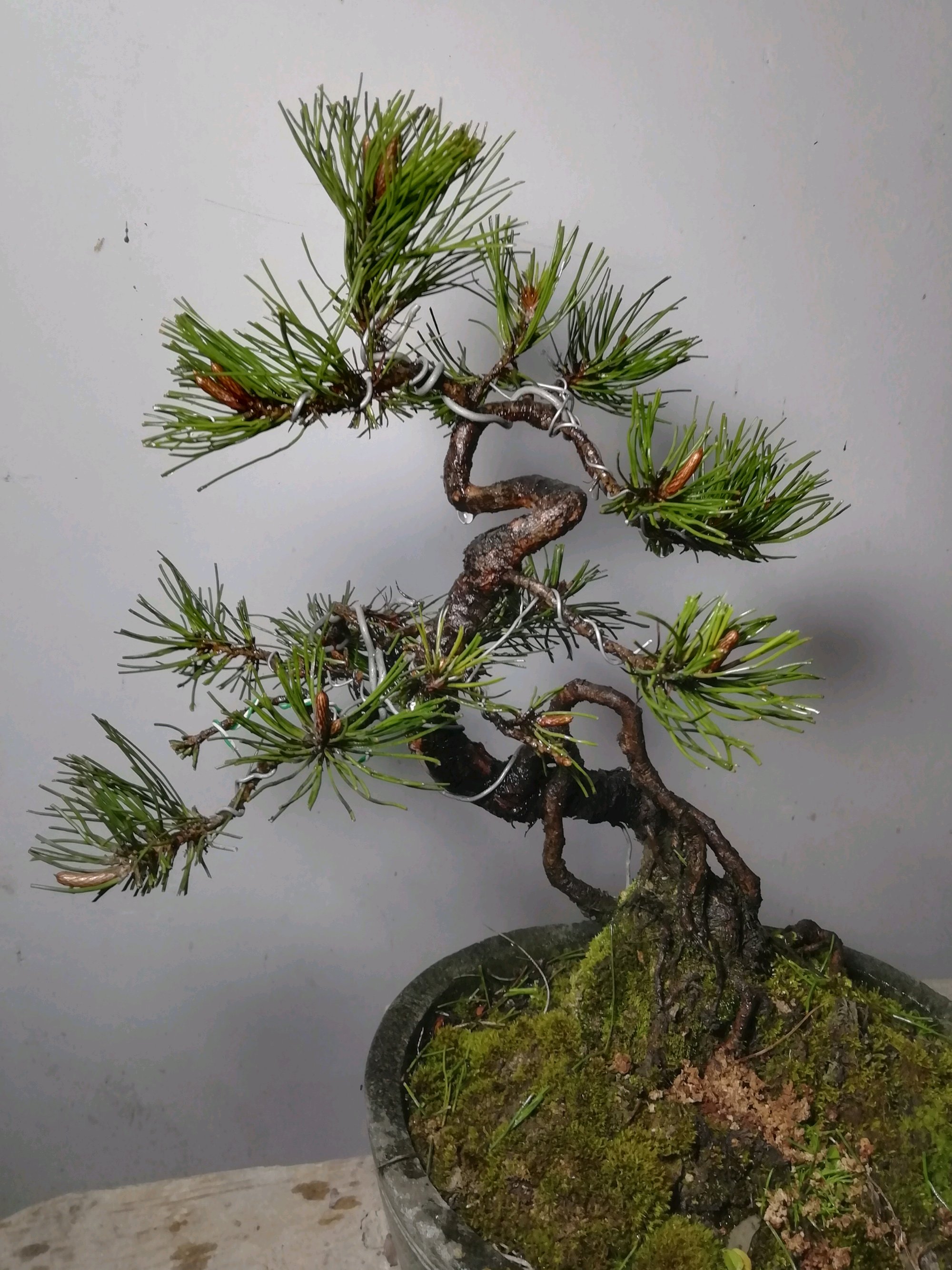 盆景松叶子发黄怎么补救,马尾松盆景养护全过程