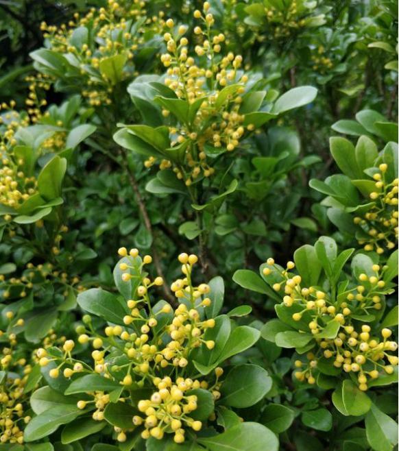 买来的米兰花如何移盆与养护,米兰花换盆黄叶怎么办