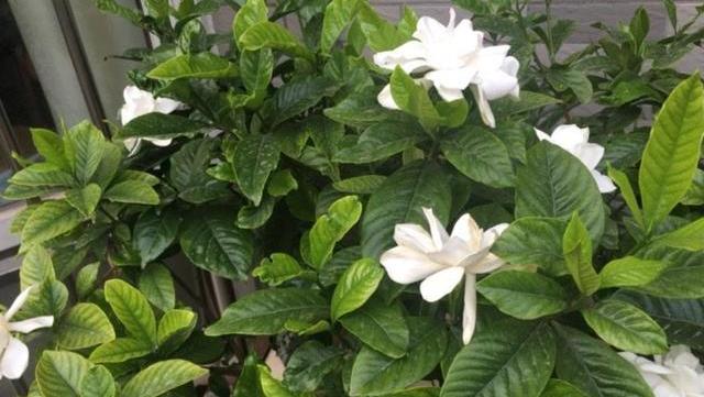 家庭怎样养栀子花视频,家庭盆栽栀子花早春养护