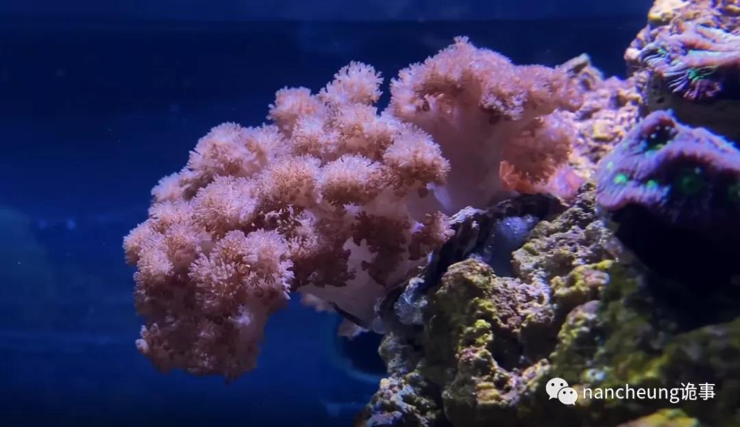 深海迷航第49天神秘生物,深海海底神秘的10种生物