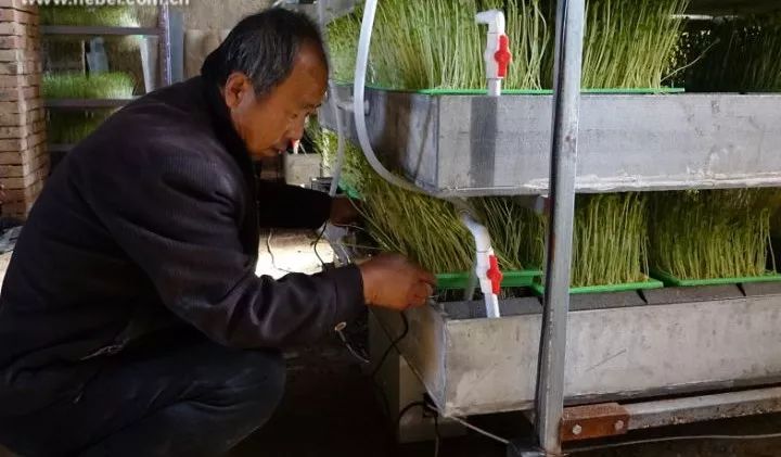 循环水养鱼种菜不施肥,养鱼不换水种菜不施肥怎么做到的