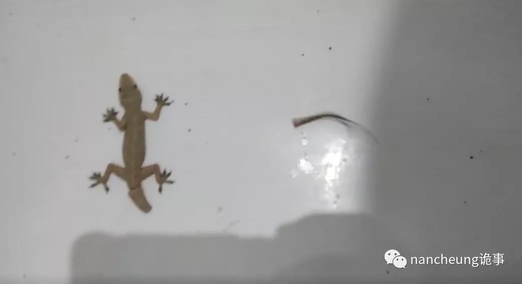 深海迷航第49天神秘生物,深海海底神秘的10种生物