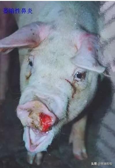 猪萎缩性鼻炎用什么药有效,猪萎缩性鼻炎还能留作母猪吗