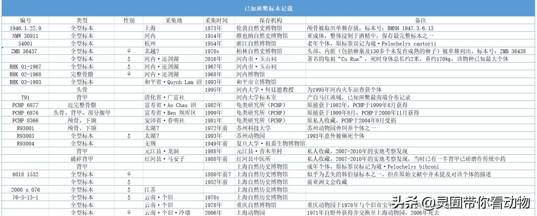 斑鳖即将灭绝人工克隆,全球仅剩3只斑鳖