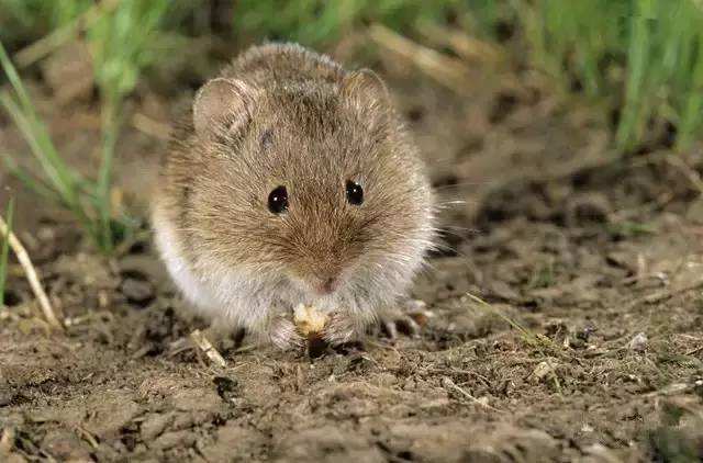 换换口味，去农村打野，跑不掉的野味你可以尝尝